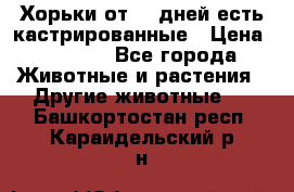   Хорьки от 35 дней есть кастрированные › Цена ­ 2 000 - Все города Животные и растения » Другие животные   . Башкортостан респ.,Караидельский р-н